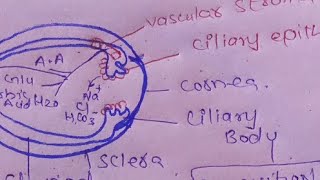 Aqueous humor production and its drainage [upl. by Aetnuahs77]