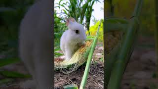 This is how the little rabbit steals corn Cute pet debut plan Rabbit rural little cute pet [upl. by Curran]