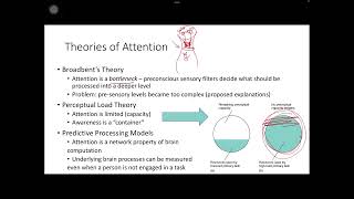 Psychology of Consciousness Attention and Consciousness Part 2  Video 1 [upl. by Bander366]