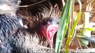 Greater Coucals babies eating food🌳🌲🌴🥚🐣🐥🐤🐛🦗🦎🐜🦑🦂🦗🦗🦗🐧🐧🕊🕊🕊🌴🌲🌳😘😍🥰👍👍 [upl. by Noret63]