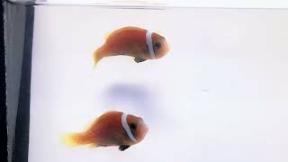 Rose Nigripes Clownfish WYSIWYG Pair at Pacific East Aquaculture [upl. by Savage744]