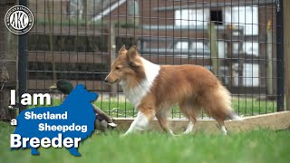 I am a Shetland Sheepdog breeder [upl. by Matthaus]