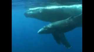 Whales Singing  Walgesang [upl. by Iaw]