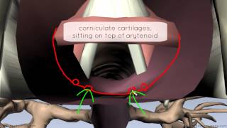 Mucosa of the Larynx and Vocal Cords  3D Anatomy Tutorial [upl. by Obau]