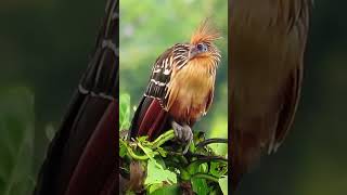 Hoatzin  Weirdest Bird in the World bird nature [upl. by Ennaylloh107]