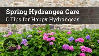 Spring Hydrangea Care  5 Tips for Happy Hydrangeas [upl. by Ltihcox609]