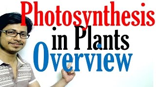 Photosynthesis in plants [upl. by Urbano]