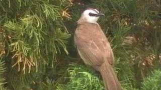 sound of Yellowvented Bulbul [upl. by Stutzman619]