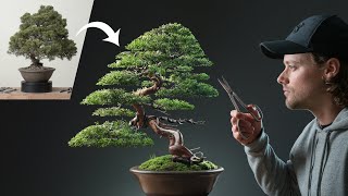 Restoring a Neglected Chinese Juniper Bonsai [upl. by Ennaesor]