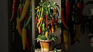 How to Grow Chili Pepper 🌶️ at Home plants shorts satisfying [upl. by Notfilc430]