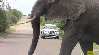 Large Angry Elephant Road Block In Kruger Park [upl. by Ynatsyd]