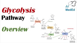 Glycolysis Pathway  Enzymes Regulation and Products [upl. by Reamy]