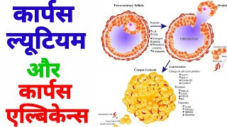 corpus luteum  corpus albicans  कार्पस ल्यूटियम  कार्पस एल्बिकेन्स  कार्पस लुटियम के कार्य [upl. by Beaufert]