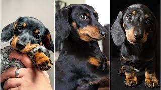 Funny mini wiener dogs Try Not to laugh videos compilation 2024  funny Mini Dachshund dogs videos [upl. by Filmer]