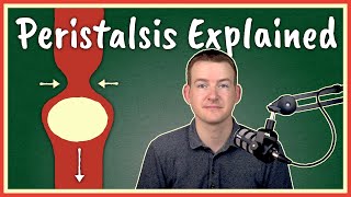 Peristalsis Explained [upl. by Hadsall]