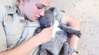 Koala joey runs over for belly tickles and cuddles [upl. by Ayram]