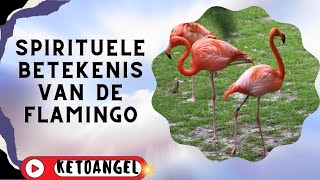 De Spirituele Betekenis van de Flamingo Een Diepgaande Verkenning van Symboliek en Wijsheid [upl. by Clarance]