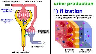 The Urinary System [upl. by Lleznod]