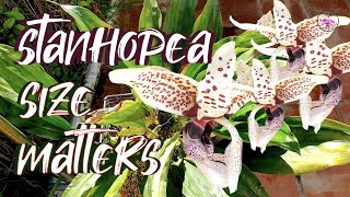 Stanhopea General Care  Stanhopea Climate Specific Care ninjaorchids [upl. by Ennaej]