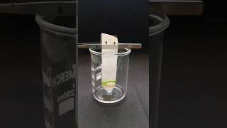 Separation of photosynthetic pigmentstime lapsepaper chromatography timelapse shortschlorophyll [upl. by Eiznekcm]