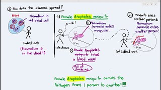 103 Malaria Cambridge AS A Level Biology 9700 [upl. by Akcimahs138]