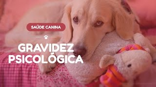 Gravidez psicológica em cães  Causas sintomas e tratamento [upl. by Aliza]