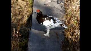 Willow ptarmigan  Lagopus lagopus [upl. by Ki191]