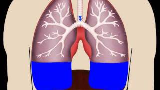 Lungs in Motion  Pleural Fluid [upl. by Otila]