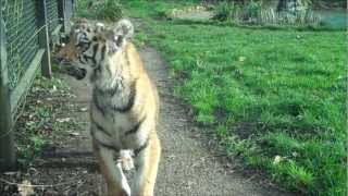 Tiger Cubs at Howletts Wild Animal Park [upl. by Rubetta918]