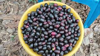 About kalajamun fruits  nerudu Hari Babunatural farming [upl. by Neo418]