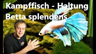 Kampffisch  Betta splendens  Haltung der Hochzuchtform [upl. by Anits]