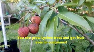 How to grow Lychee trees and get delicious fruit with Jason Pepe httpwwwpepesplantscom [upl. by Remde]