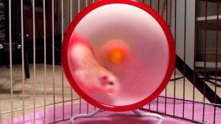 Roborovski hamster caught in wheel 17 times [upl. by Yedsnil300]