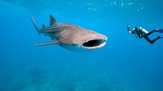 Malediven Tauchsafari Traumhaftes Tauchen mit Malediven Tauchreisen [upl. by Ethe]