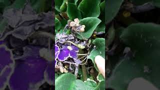 African violet seed pods update [upl. by Naashom]