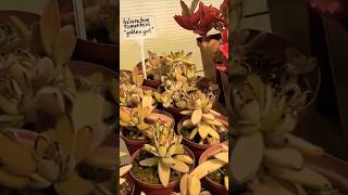 Kalanchoe TOMENTOSA Golden Girl succulents cactus garden plants [upl. by Negeam279]