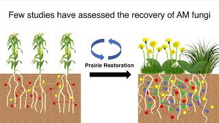 Recovery of Arbruscular Mycorrhizal AM Fungi in Ag Soils with Grassland Plants  Kevin MacColl [upl. by Vitia]