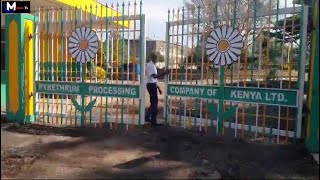 MP Samwel Arama visits at Pyrethrum Processing Company of Kenya Nakuru [upl. by Helene]