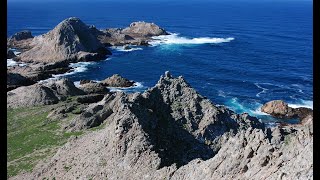 Farallon Islands Live Webcam  California Academy of Sciences [upl. by Aineval529]