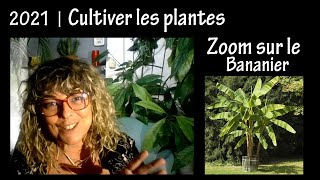 Culture et entretien des plantes  Zoom sur le Bananier  Tuto 2021 [upl. by Brenna]