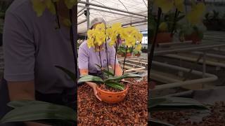 inspiring repotting phalaenopsis into a pretty earthenware pot orchids orchidaceae orquideas [upl. by Parfitt303]