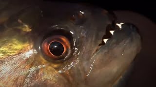 Vicious Piranha Moments  BBC Earth [upl. by Nerti355]