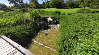 2024 02 07 Cowra Japanese Garden Waterfall 2 MP4 [upl. by Nira]