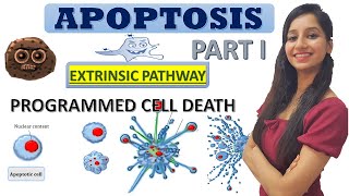 Apoptosis Programmed Cell DeathCell DeathCancer BiologyCell BiologyCSIRNETGATEIITJAMDBTICMR [upl. by Areit]