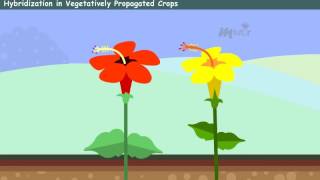 Breeding Methods in Asexually Propagated Crops  I year2 [upl. by Thetos]