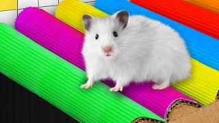 🐹 Hamster Maze with colorful Traps  The Best Compilation OBSTACLE COURSE [upl. by Jun]