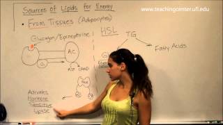 Lipid Metabolism [upl. by Haslett]