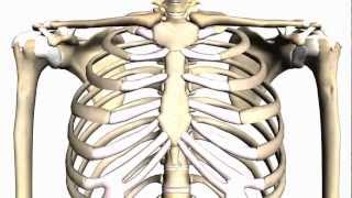 General Skeleton Basic Tutorial  Anatomy Tutorial [upl. by Osnerol]