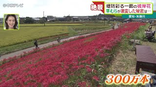 堤防彩る一面の彼岸花 草むらが激変した秘密は… 愛知・矢勝川 [upl. by Thaxter967]