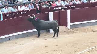 Salida 1º toro de VICTORINO MARTÍN quotMATACANESquot  5junio2024  Las Ventas [upl. by Eelrihs]